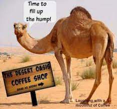 Camels only have one or 2 humps depending on the kind of camel but if it is pregnate it's belly would bump out creating a 3 humped camel. Camel Cameos