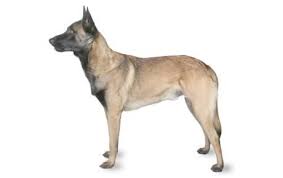 Belgian Malinois Dog Breed Information Pictures