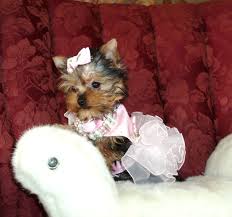 Parti yorkie puppies for sale in nc. Natalie S Yorkies Yorkies For Sale Teacup Parti Yorkies