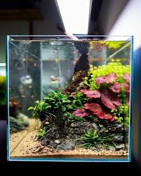 Aquarium In 2020 Aquarium Aquascape Design Aquarium Landscape