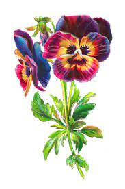 Botanical Flower Printable Scrapbooking Pansy Clip Art Rainbow Antique Images Pansies Flowers Flower Art Flower Drawing