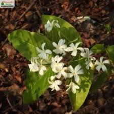 Image result for Holarrhena pubescens