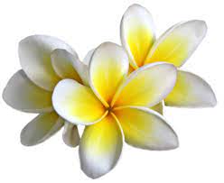 Frangipani Oil Skin Care Frangipani Oils