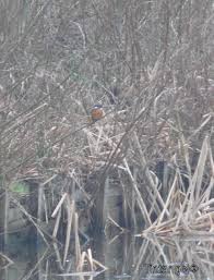 Hazel, Buck en een IJsvogel