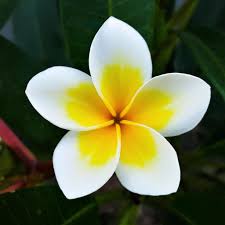 Yellow White Plumeria Potted Plants For Sale Fragrant Easy To Grow Bulbs In 2020 Plumeria Flowers Easy To Grow Bulbs Beautiful Flowers