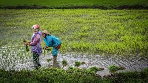 Dangdut kalau padi katakan padi duración 3:23 tamaño 4.97 mb / download here. Petani Menanam Padi Pada Musim Hujan Di Sawah Mengapa Petani Digital