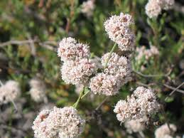 Image result for Eriospermum flexuosum