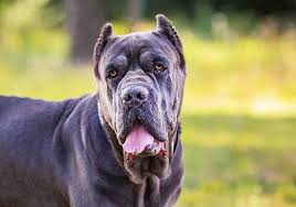 How do i pick the best cane corso puppy from a litter? Why Do Cane Corsos Have Their Ears Cropped Tails Docked