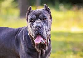 Cane corso black at cane corso fulvo or fawn. Cane Corso Shedding 6 Helpful Control Tips Revealed