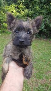 Maybe you would like to learn more about one of these? This Cute Little Red Brindle Boy Is Cairn Terrier Creek Facebook