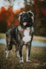 Learn About The Massive Caucasian Shepherd Caucasian Shepherd Dogs Kangal Dog