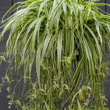 Image result for Chlorophytum pauper