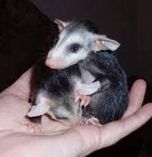 Orphaned Siblings Found Inside Their Dead Mother S Pouch If You Find A Dead Opossum Check It S Pouch For Babies Baby Possum Cute Animals Baby Opossum