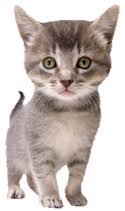 Maybe you would like to learn more about one of these? St Francis Veterinary Hospital Veterinarian In Lompoc Ca Us Services St Francis Veterinary Hospital Veterinarian In Lompoc Ca Us