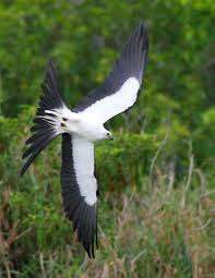 Birds Of Central Florida Swallowtail Kite Central Florida My Animal Swallowtail Animals