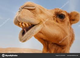 1200 x 1600 jpeg 267kb. Funny Camel Pictures