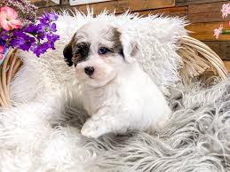 Havanese puppies for sale in livonia, michigan united states. Havanese Dog Female Choc And White 2300209 The Barking Boutique
