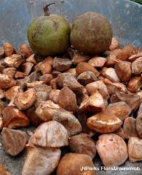 Image result for Xylocarpus