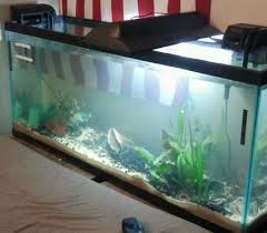 How To Build Your Own Acrylic Aquarium Pethelpful