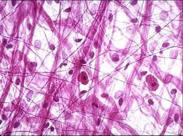 Pin On Chapter 5 Histology