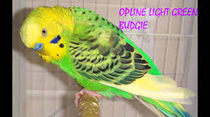 Budgies Veriety Colors And Their Names