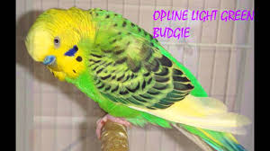 budgies veriety colors and their names