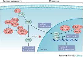 You could receive a million dollar + settlement. Novel Insights Into Mesothelioma Biology And Implications For Therapy Nature Reviews Cancer