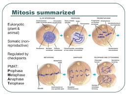 Interphase — is the phase of the cell cycle in which the cell spends the majority of its time and performs the majority of its purposes including preparation for cell division. The Cell Cycle
