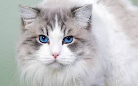Iso Kitten Cat With Blue Eyes Grey And White Cat Cute Cats Photos