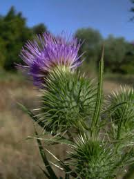 Image result for Cirsium  buchwaldii