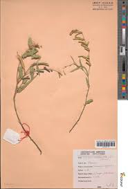 Image result for Phyllanthus ovalifolius