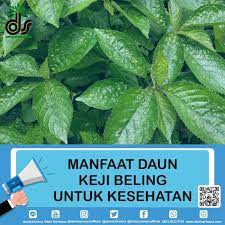 Tanaman obat herbal satu ini bernama latin sonchus. Dami Sariwana Manfaat Daun Keji Beling Untuk Kesehatan Facebook