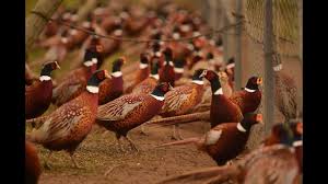 Hunting Time Rounding Up The Birds At New York State S Last Pheasant Farm Pheasant Farm Pheasant Farm