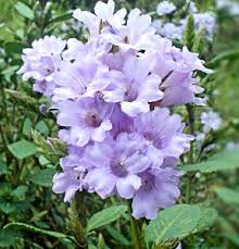 Bird Of Paradise Flower Meaning In Tamil Pin On Tamilnadu India Flowers
