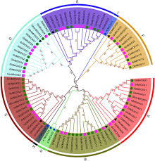 Image result for Gossypioides kirkii