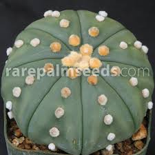 Where can i buy cactus? Astrophytum Asterias Nudum Sand Dollar Cactus Buy Seeds At Rarepalmseeds Com