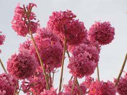 Image result for Handroanthus sp. near impetiginosus