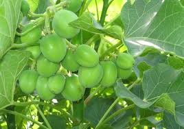 Gambar anggur hutan dan khasiatnya posted: Jangan Dimakan 7 Buah Bentuk Dan Warnanya Menggoda Ini Beracun