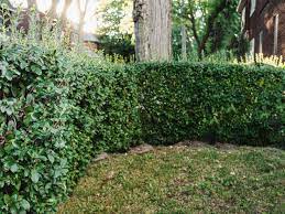 The beauty of planting small trees the small bushy tree has rich leafy foliage that stays green all year. 17 Fast Growing Shrubs For Privacy Hedges