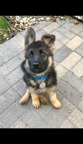 Download and use 4,000+ german shepherd puppy stock photos for free. German Shepherd Cute Dog Dogs Fall German Shepherd Husky Pug Puppy Hd Mobile Wallpaper Peakpx