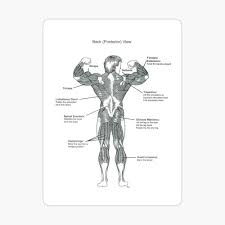 Intermediate back muscles and c. Anatomy Diagram Muscle Chart Back Spiral Notebook By Superfitstuff Redbubble