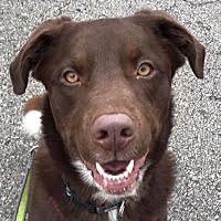 Pin By Edith Barger On Text Tweet Facebook Instagram Share Help Them All Labrador Retriever Pets Dog Adoption