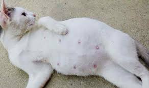 Ciri ciri kucing hamil atau tanda kehamilan kucing sebenarnya ada cukup banyak tanda umumnya meong yang bunting akan mengalami pembesaran perut, kelebihan berat badan. 8 Ciri Kucing Yang Akan Melahirkan Ilmu Peternakan