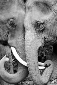 elephants are people too they just might be happier elephant black and white elephant love elephant