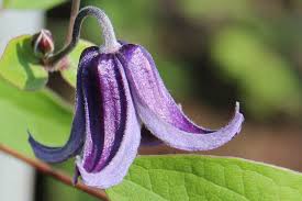 We did not find results for: Staudenclematis Archive Clematis Herian