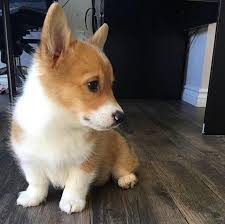 This little cutie is vet checked and up to date on shots and wormer. Pembroke Welsh Corgi Puppies For Sale Best Prices Online