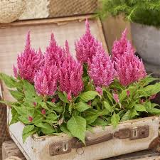 Image result for Celosia