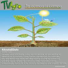 Anotaeldato Las Plantas Son Seres Vivos Autotrofos Sabes Que Significa Esto Seres Vivos Como Plantar Una Planta Biologia