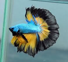 808 Tri Colour Half Moon Male Betta Astonishing Quality Betta Fish Beautiful Fish Betta