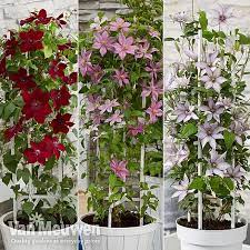 You should dig the hole large enough to accommodate the plant, with most recommendations suggesting at least a 2 foot (61 cm.) depth of soil amended with compost prior to planting. Clematis Patio Collection Van Meuwen